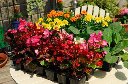 Buy bedding begonias now for your summer displays Buy bedding begonias now for your summer displays