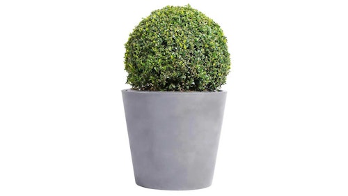 Grey cone planter with box ball