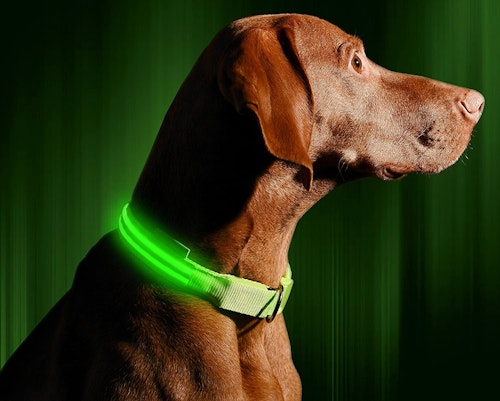 Illumiseen LED Dog Collar - USB Rechargeable