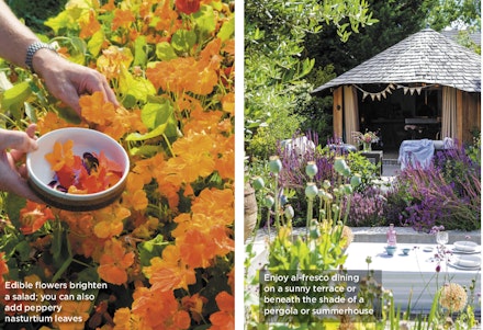 Edible flowers and alfresco dining make summer complete Edible flowers and alfresco dining make summer complete