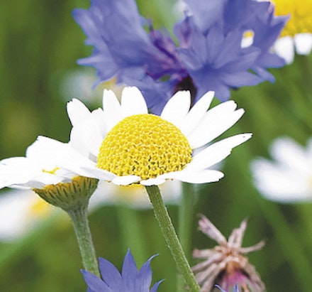 CORN CHAMOMILE Anthemis austriaca – tall white dasiy with feathery leaves CORN CHAMOMILE Anthemis austriaca – tall white dasiy with feathery leaves
