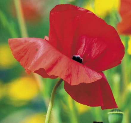 CORN POPPY Papaver rhoeas – iconic wild poppy that self sows freely CORN POPPY Papaver rhoeas – iconic wild poppy that self sows freely