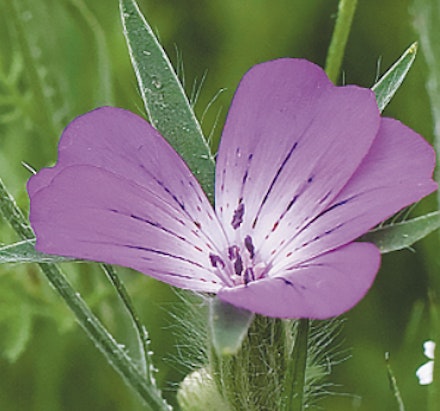 CORNCOCKLE Agrostemma githago – these charming purple flowers are now quite rare in the wild CORNCOCKLE Agrostemma githago – these charming purple flowers are now quite rare in the wild