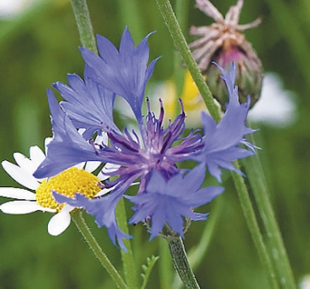 CORNFLOWER Centaurea cyanus – pretty blue cornflowers are a cornfield staple CORNFLOWER Centaurea cyanus – pretty blue cornflowers are a cornfield staple