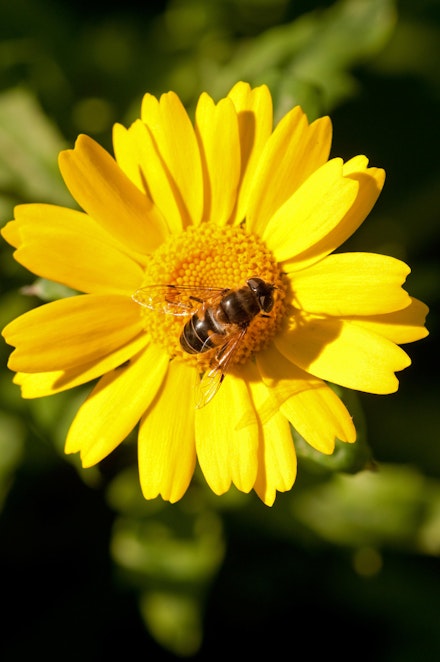 CORN MARIGOLD Glebionis segetum – valuable source of nectar for pollinators CORN MARIGOLD Glebionis segetum – valuable source of nectar for pollinators