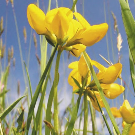 BIRDS FOOT TREFOIL Lotus corniculatus – important footplant of the common blue caterpillar. Yellow flowers look like little yellow slippers BIRDS FOOT TREFOIL Lotus corniculatus – important footplant of the common blue caterpillar. Yellow flowers look like little yellow slippers
