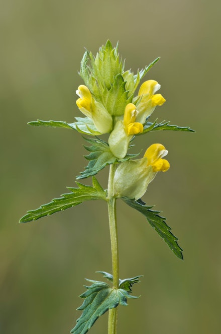YELLOW RATTLE Rhinanthus minor – helps to parasitise grass and allow meadow flowers to flourish YELLOW RATTLE Rhinanthus minor – helps to parasitise grass and allow meadow flowers to flourish