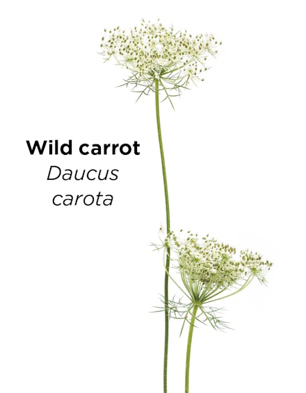 WILD CARROT Daucus carrota – a tiny red dot in the middle helps you identify the white umbel flowers of Queen Anne’s Lace WILD CARROT Daucus carrota – a tiny red dot in the middle helps you identify the white umbel flowers of Queen Anne’s Lace