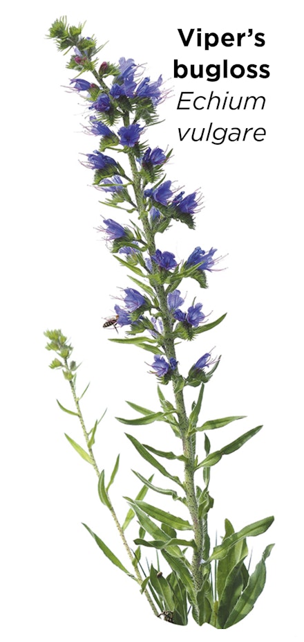 VIPER'S BUGLOSS Echium vulgare – very attractive to pollinators such as bees VIPER'S BUGLOSS Echium vulgare – very attractive to pollinators such as bees