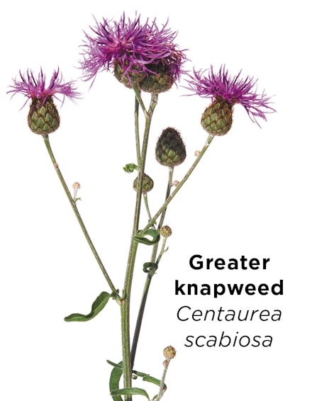 GREATER KNAPWEED Centaurea scabiosa – a magnet for bees and butterflies and is very easy to grow from seed GREATER KNAPWEED Centaurea scabiosa – a magnet for bees and butterflies and is very easy to grow from seed