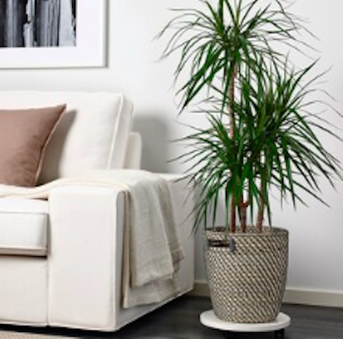 Best indoor plant pots 2021- Grazia