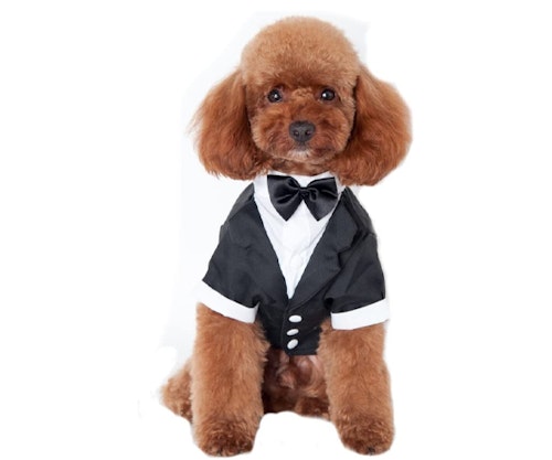 Dog Tuxedo