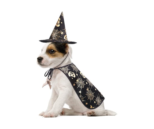 wizard
