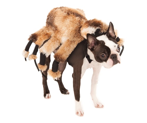 dog costume