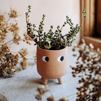 Leggy Terracotta Planter