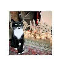 Personalised Wooden Cat Treat Advent Calendar