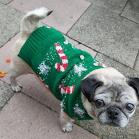 Dog pet Tinsel and candy cane sweater