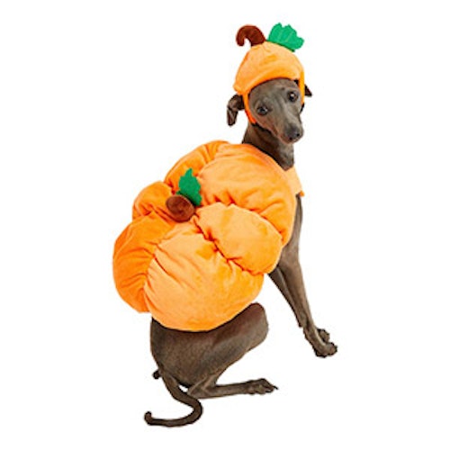 Pets at Home Halloween Pumpkin Dress Up Dog Costume Orange
