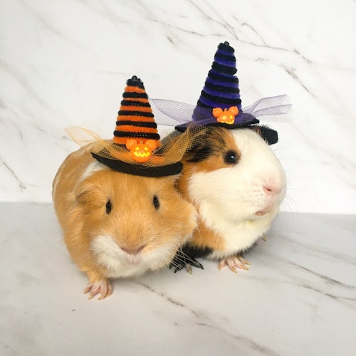 RockAndScott Guinea Pig Witch Hats