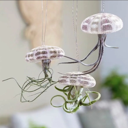 Tillandsia hanging jellyfish £14.99 Crocus 01344 578000; www.crocus.co.uk Tillandsia hanging jellyfish £14.99 Crocus 01344 578000; www.crocus.co.uk