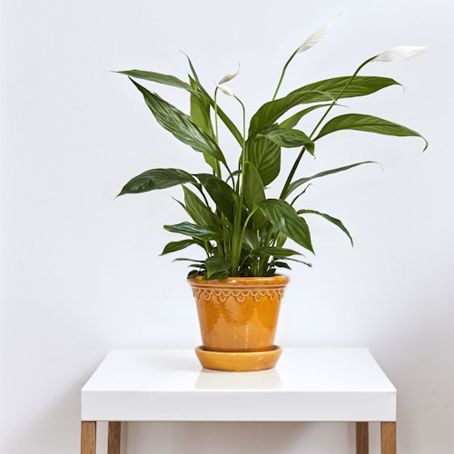 Secret Santa Gifts For Those On A Budget