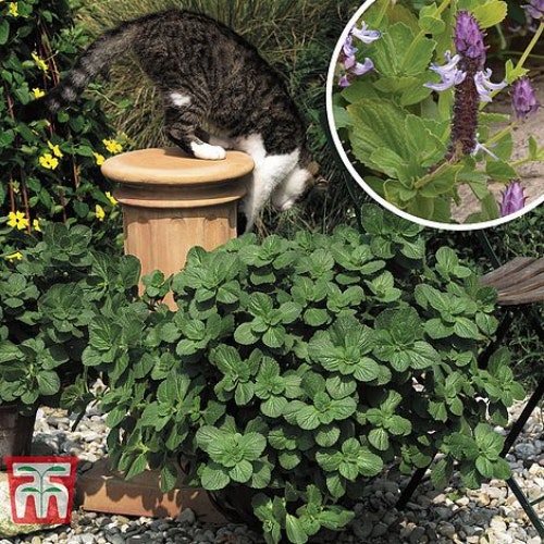 Thompson & Morgan Coleus Canina 'Scaredy Cat', 12 Jumbo Plug Plants