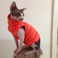 Fleece Vest for Sphynx Cat