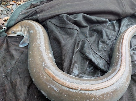 "I doubt I’ll ever see an eel that size again in freshwater" "I doubt I’ll ever see an eel that size again in freshwater"