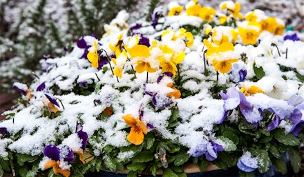 Pansies Pansies