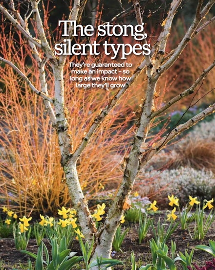 Birch surrounded by daffodils with cornus behind Birch surrounded by daffodils with cornus behind