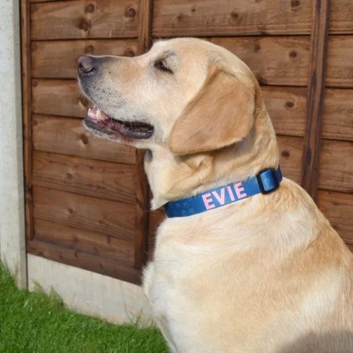 Personalised Name Pet Collar