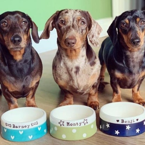 Chow Bella Small Personalised Dog Bowls