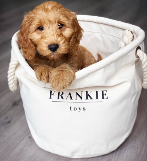 Precious Little Plum Personalised Pet Storage Canvas Rope Basket