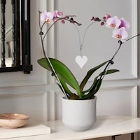 Orchid Ceramic Heart Planter
