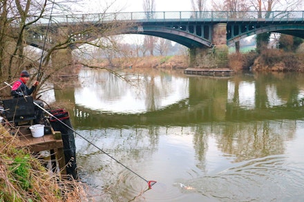 The Wye is full of perch around 6oz-12oz The Wye is full of perch around 6oz-12oz