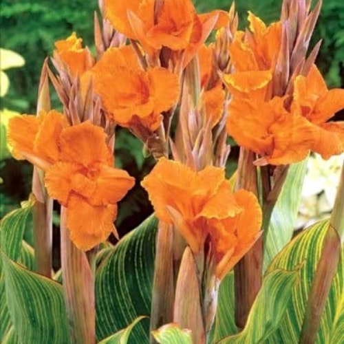 Canna 'Pretoria'
