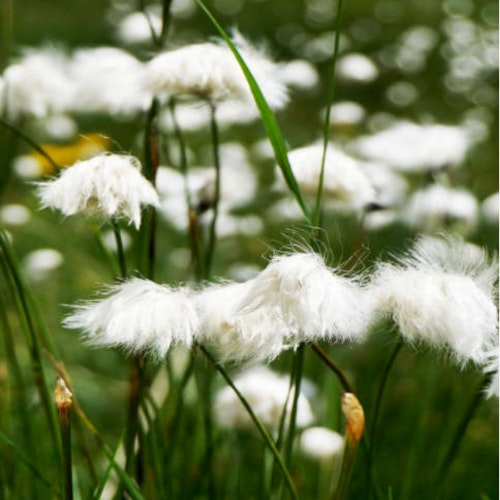 White Cotton Grass