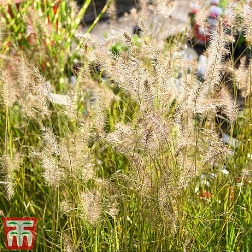 Chinese Fountain Grass