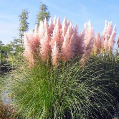 Pink Pampas Grass