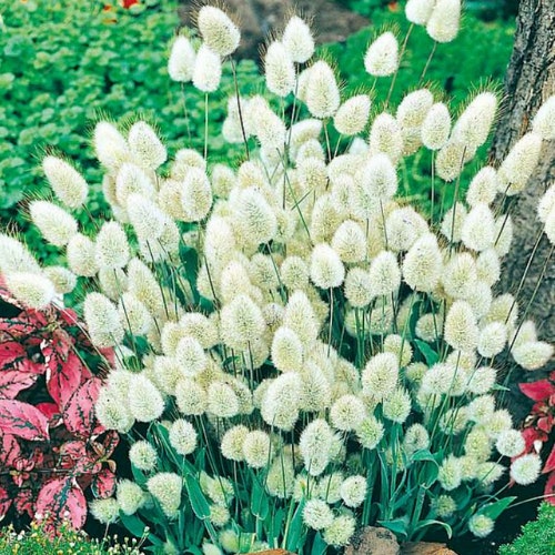 Bunnies' Tails