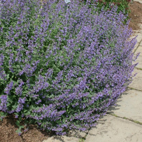 Nepeta Racemosa 'Walker's Low'