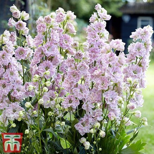 Delphinium 'Cinderella'