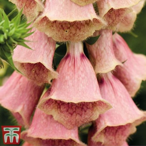 Foxglove 'Summer King'