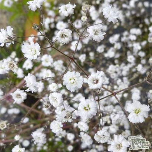 Gypsophila Paniculata u2018Bristol Fairyu2019