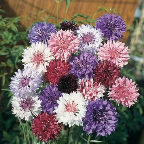 Centaurea Cyanus u2018Polka Dot Mixedu2019