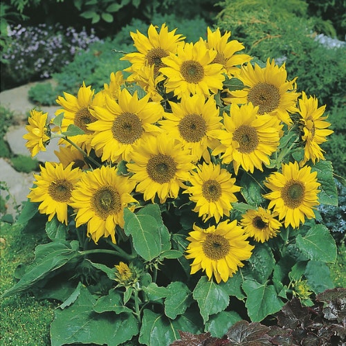Helianthus Annuus u2018Little Leou2019