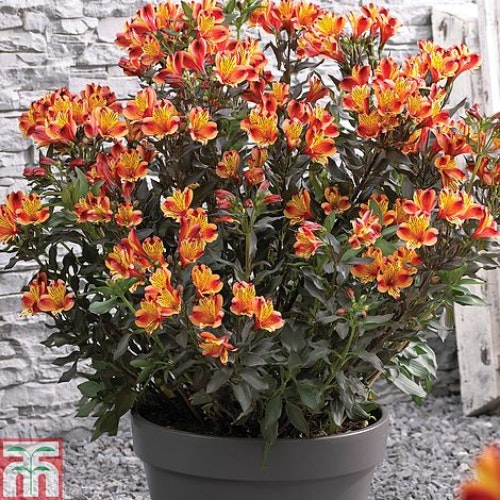 Alstroemeria u2018Indian Summeru2019