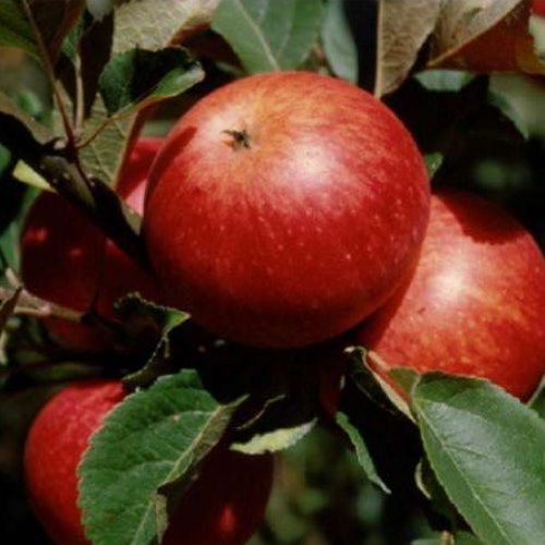 'Queen Cox' Dessert Apple Tree