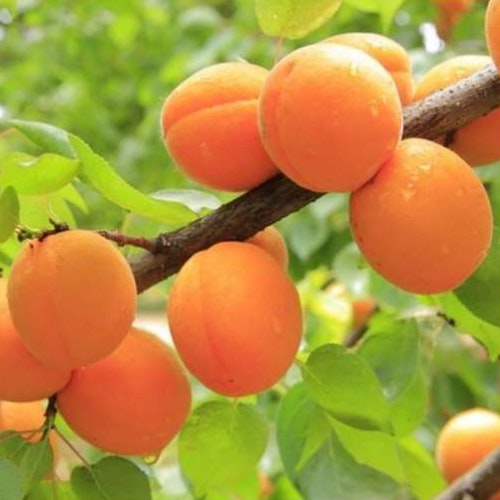 'Golden Glow' Apricot Tree