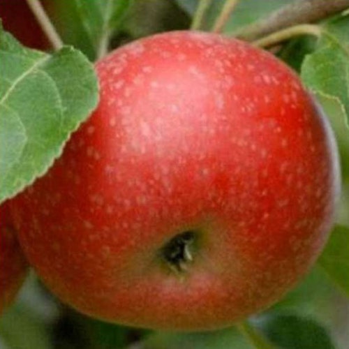 'Beauty of Bath' Dessert Apple Tree